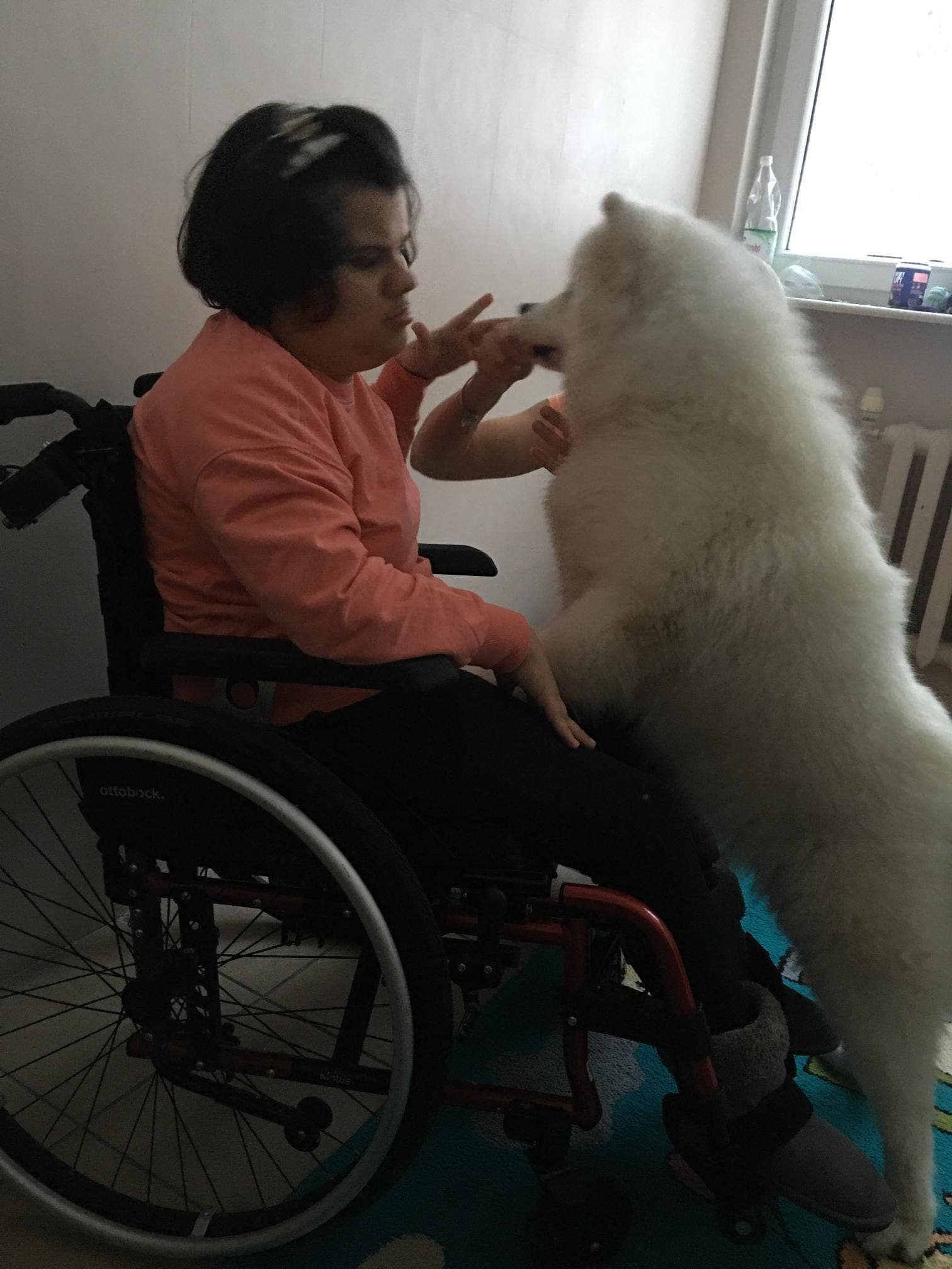 Kobieta na wózku inwalidzkim wchodzi w interakcję z dużym białym psem stojącym na tylnych łapach w pokoju z naturalnym światłem z okna.