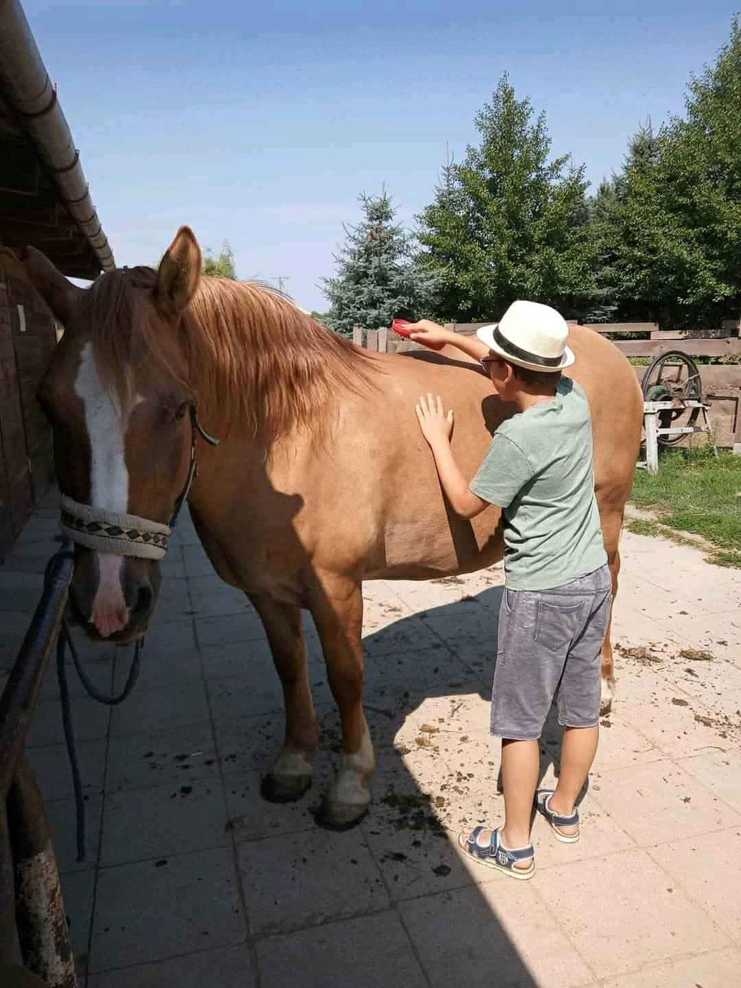 Chłopiec w kapeluszu szczotkuje brązowego konia, stojąc na chodniku w słoneczny dzień.