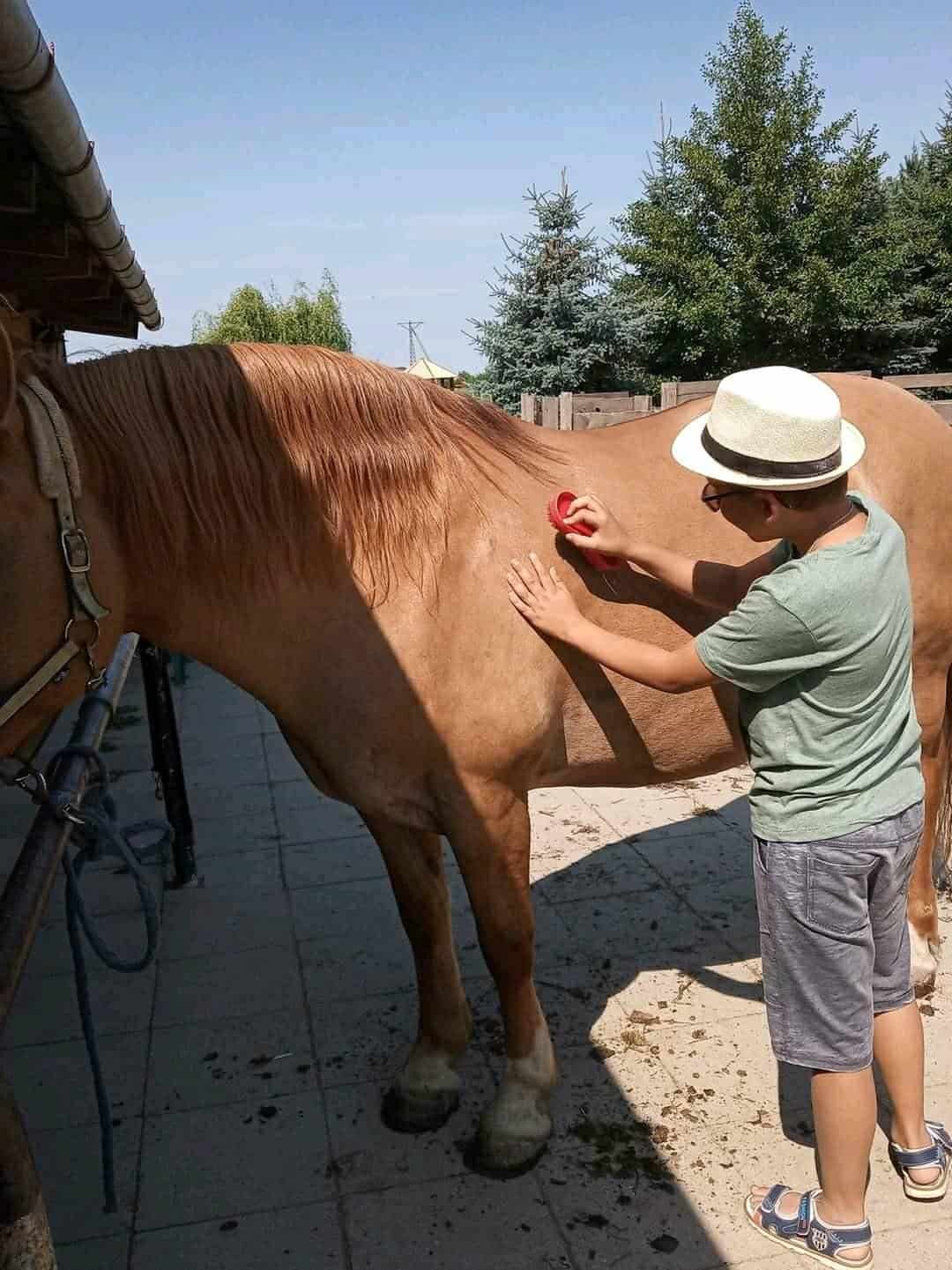 Osoba w kapeluszu i okularach przeciwsłonecznych szczotkuje bok brązowego konia stojącego na utwardzonym terenie na zewnątrz.