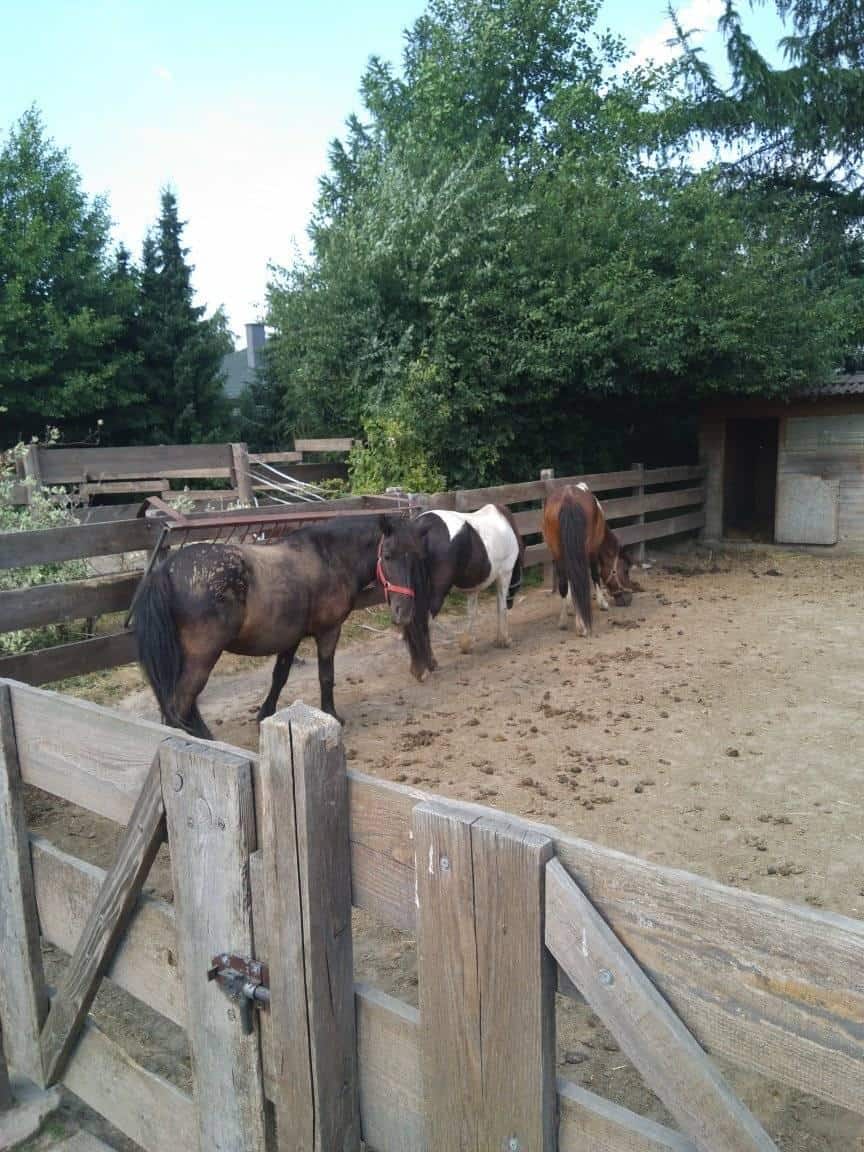 Trzy konie stoją na ogrodzonym padoku w pobliżu drewnianej konstrukcji, z drzewami i zielenią w tle.